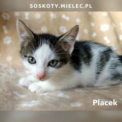 Placek