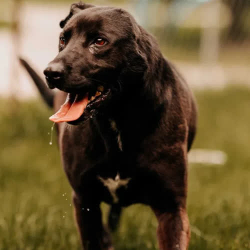 Psy ze schroniska do adopcji Nelly