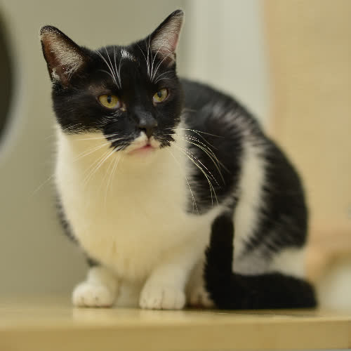 Koty ze schroniska do adopcji Hugo
