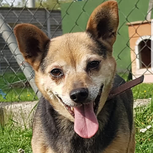 Psy ze schroniska do adopcji Brusia