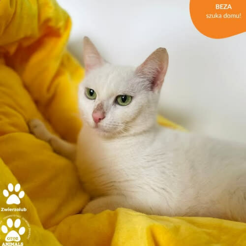 Koty ze schroniska do adopcji BEZA