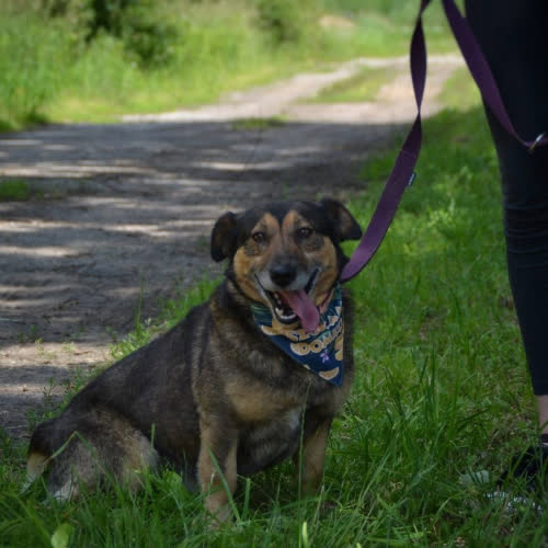 Psy ze schroniska do adopcji WAFELEK