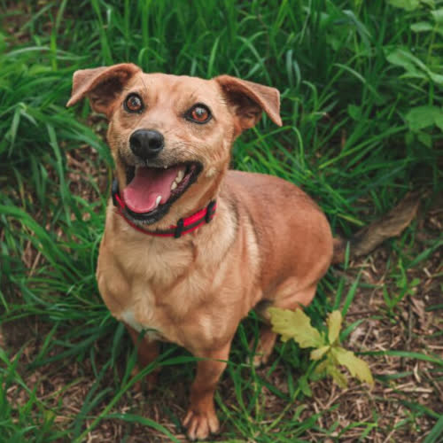 Psy ze schroniska do adopcji GOFER