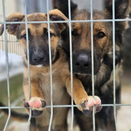 Psy ze schroniska do adopcji Astra