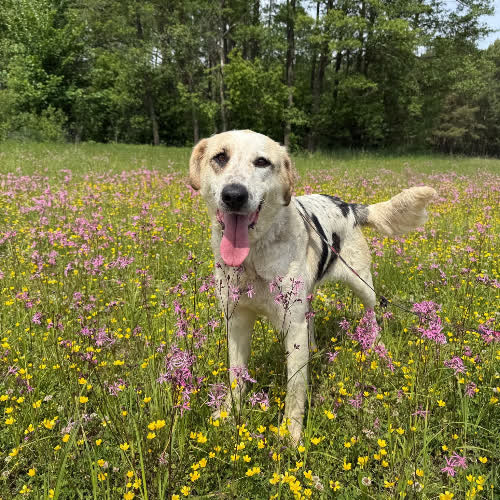 Tula