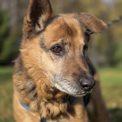 Psy ze schroniska do adopcji Sylwek bez oka 