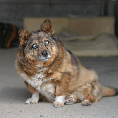 Psy ze schroniska do adopcji Mikser