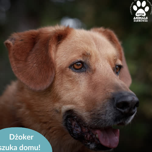 Psy ze schroniska do adopcji Dżoker