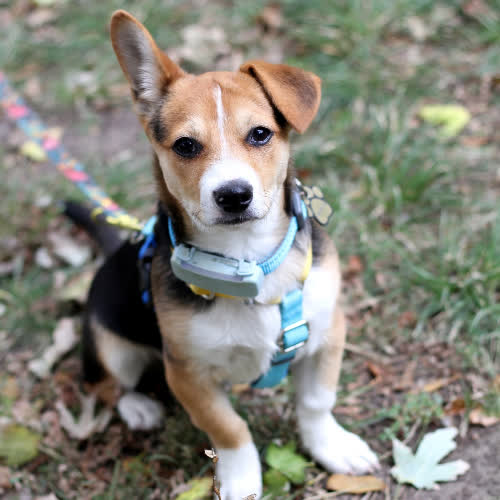 Psy ze schroniska do adopcji Filutek