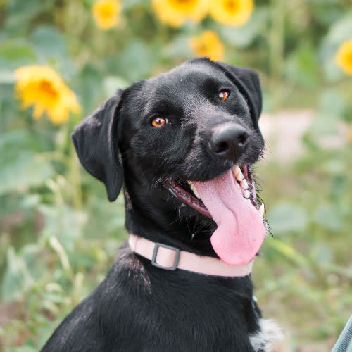 Psy ze schroniska do adopcji Dżager