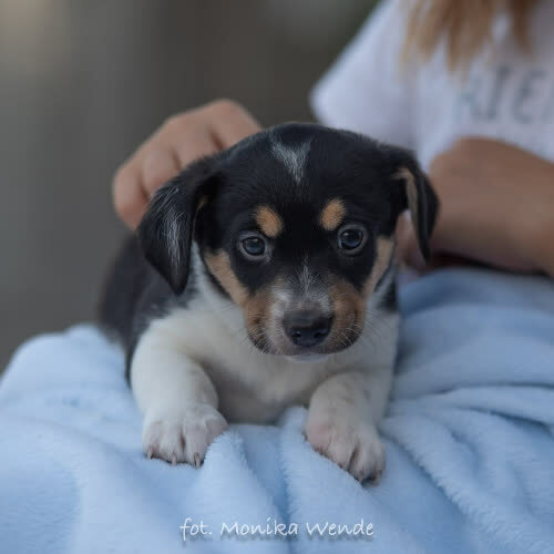 Psy ze schroniska do adopcji ANIA