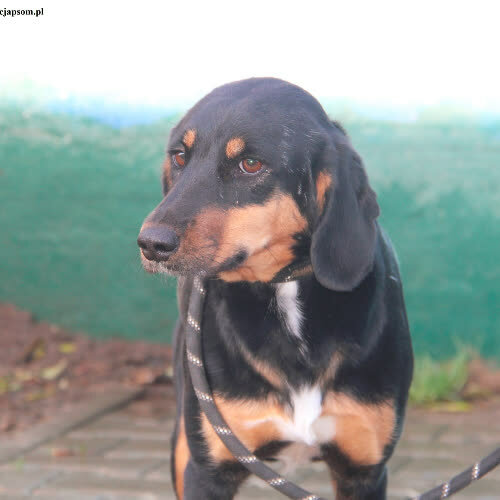 Psy ze schroniska do adopcji Florka