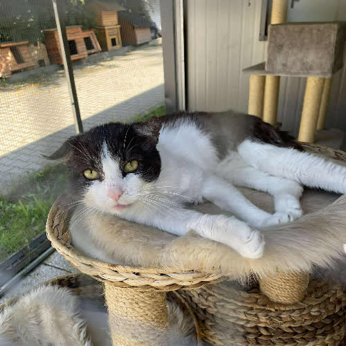 Koty ze schroniska do adopcji Arystokrata