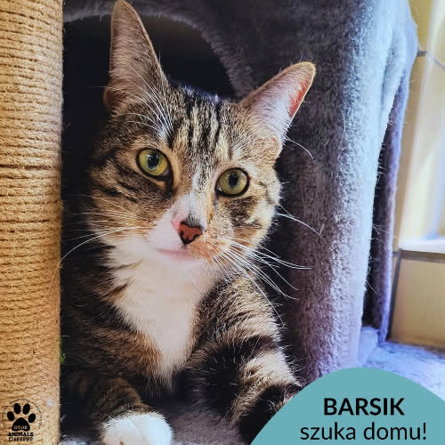 Barsik