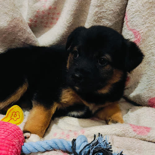 Zira