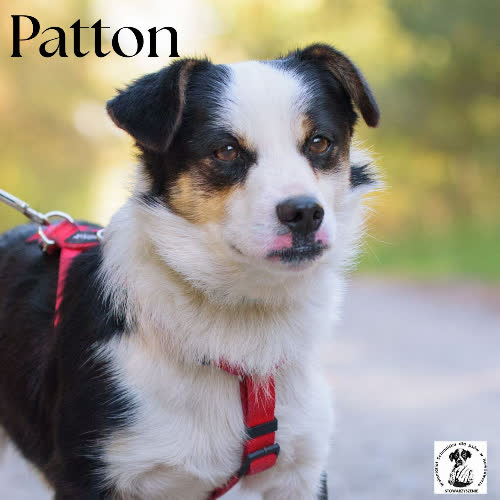 Psy ze schroniska do adopcji Patton