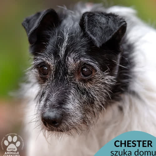 Chester