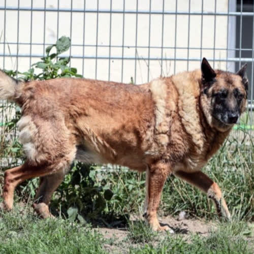 Psy ze schroniska do adopcji Donat