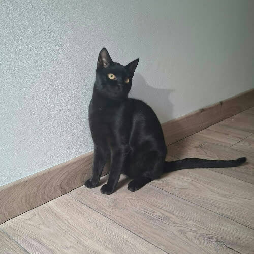 Lucek