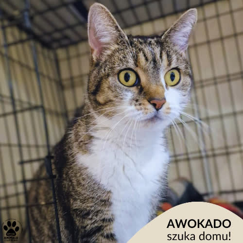 Koty ze schroniska do adopcji Awokado