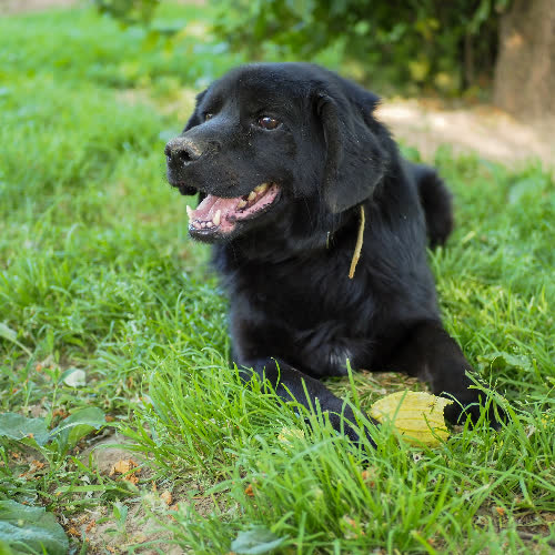 Psy ze schroniska do adopcji Derwisz