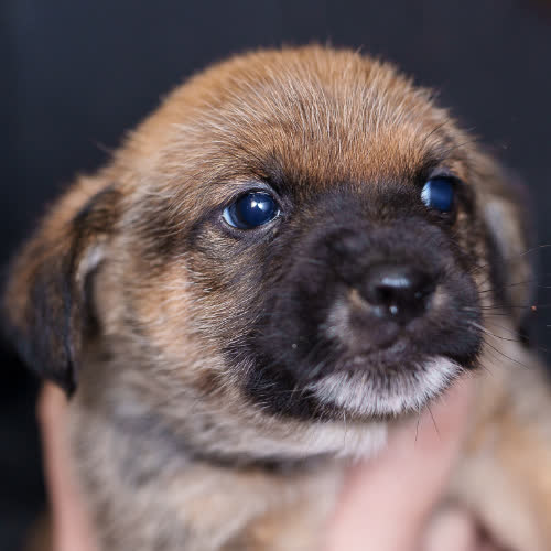 Psy ze schroniska do adopcji Szczeniak chłopiec