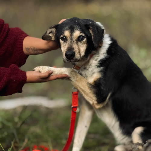 Psy ze schroniska do adopcji Dawid