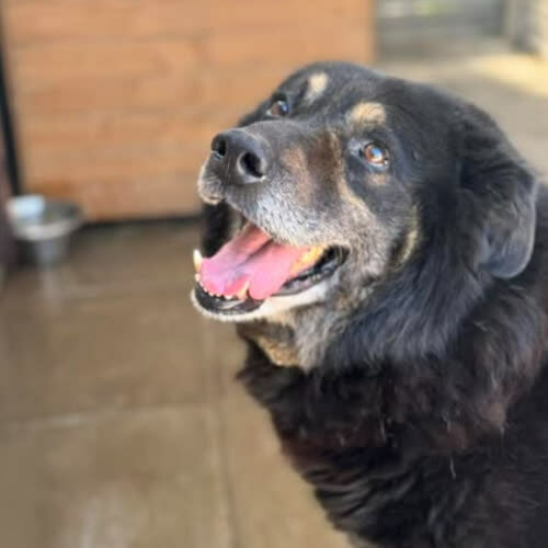 Psy ze schroniska do adopcji Azor