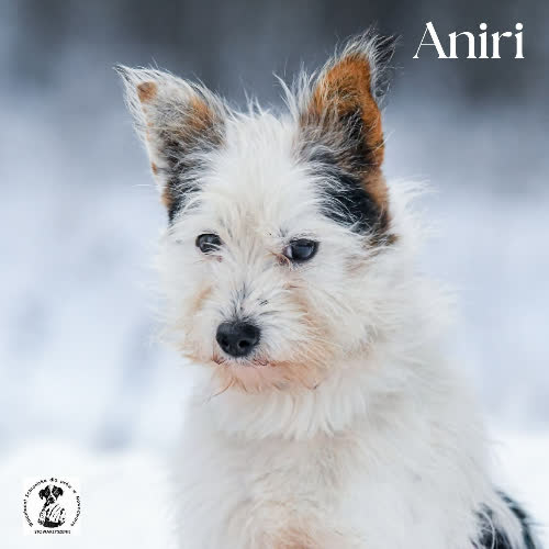 Psy ze schroniska do adopcji Smutna ANIRI