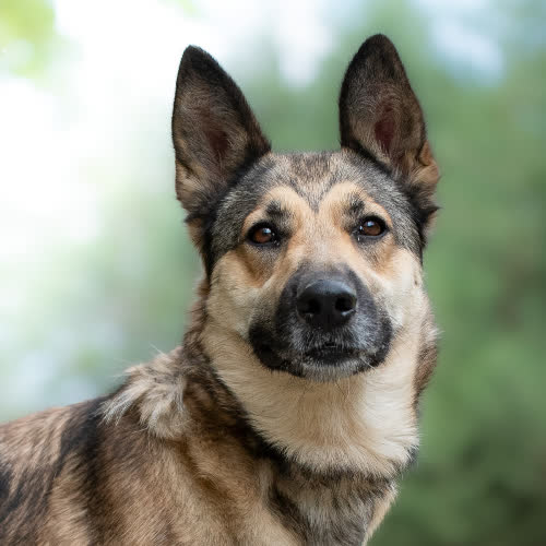 Psy ze schroniska do adopcji Mądra MIBIA