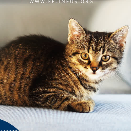 Koty ze schroniska do adopcji Fasolka