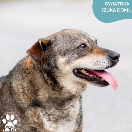 GWIAZDKA