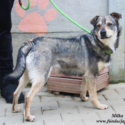 Miłka - przesympatyczna sunia