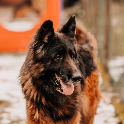 Psy ze schroniska do adopcji Barbra