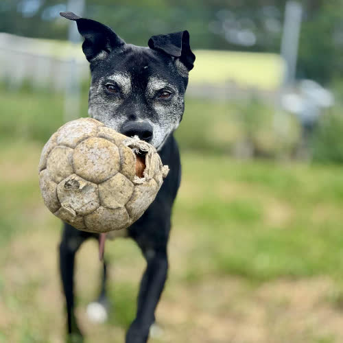 Psy ze schroniska do adopcji Ataman