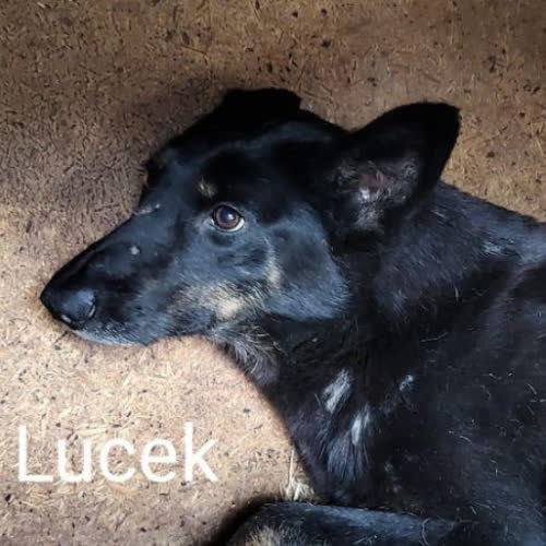 Psy ze schroniska do adopcji Lucek