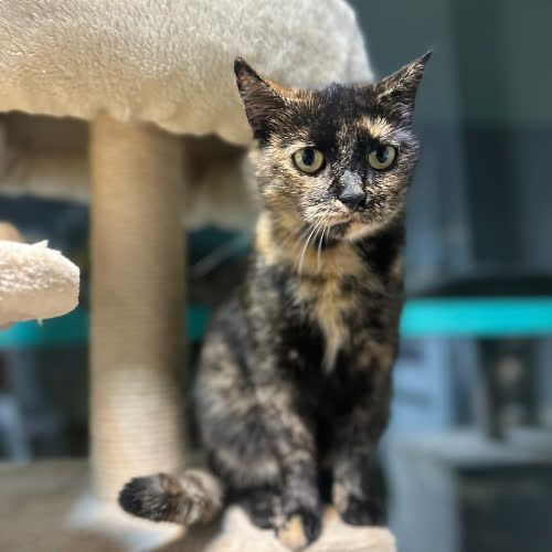 Koty ze schroniska do adopcji Eris