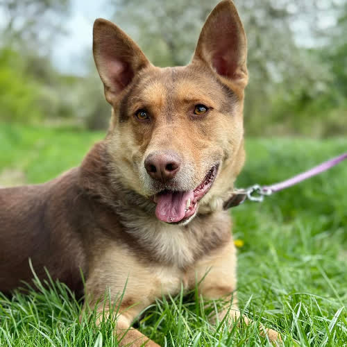 Psy ze schroniska do adopcji Ludwik