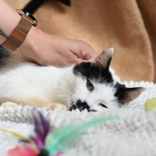 Koty ze schroniska do adopcji Hope