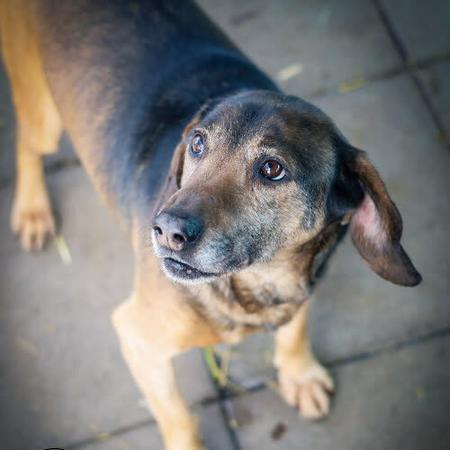 Psy ze schroniska do adopcji Gumiś