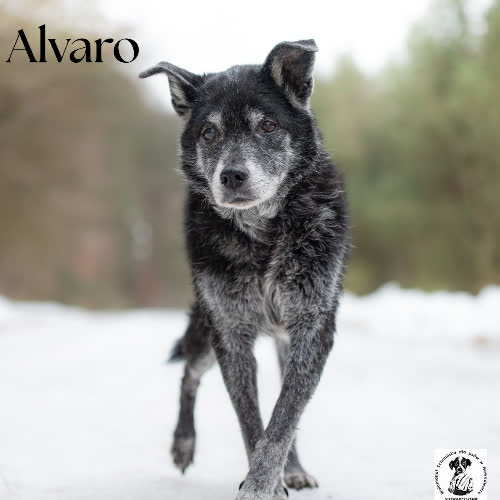 Spokojny Alvaro