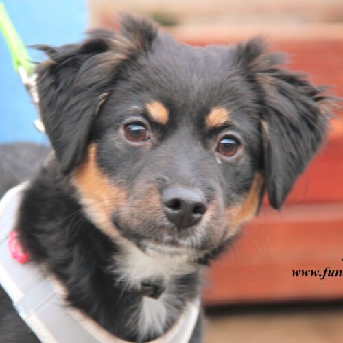 Lola - niechciany prezent gwiazdkowy?