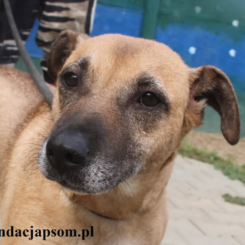 Psy ze schroniska do adopcji Amelka