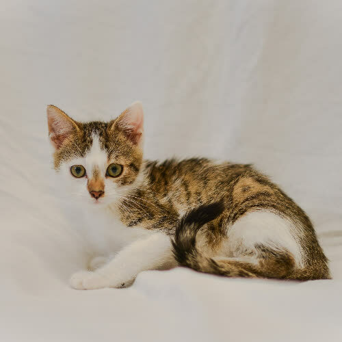 Koty ze schroniska do adopcji Miko