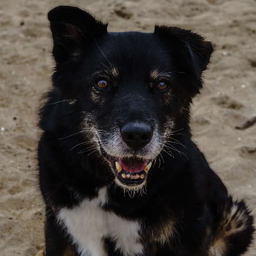 Psy ze schroniska do adopcji Homer