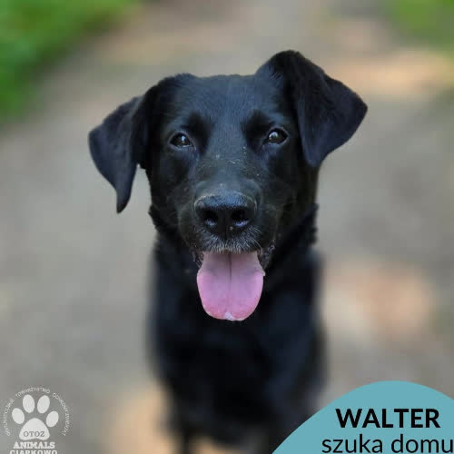 Walter