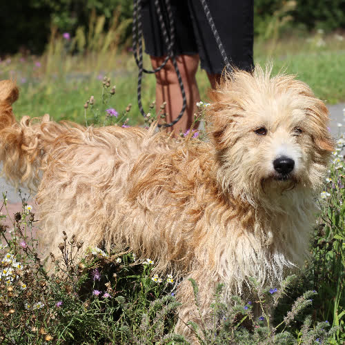 Psy ze schroniska do adopcji Rufi