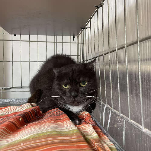 Koty ze schroniska do adopcji Hortensja