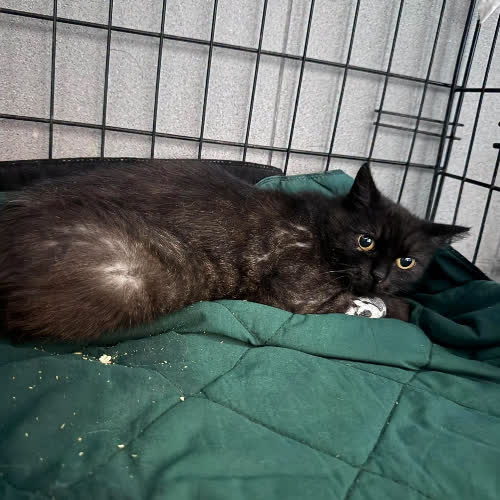 Koty ze schroniska do adopcji B104