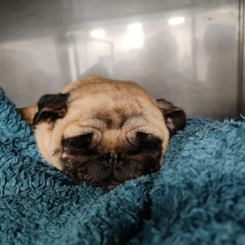 Psy ze schroniska do adopcji Sunia Gercia 